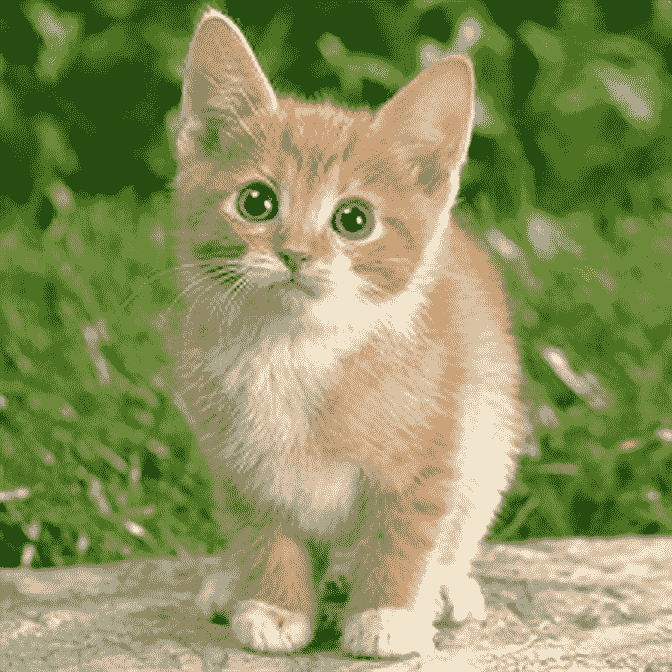 output\_cat
