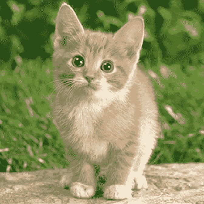 output\_cat