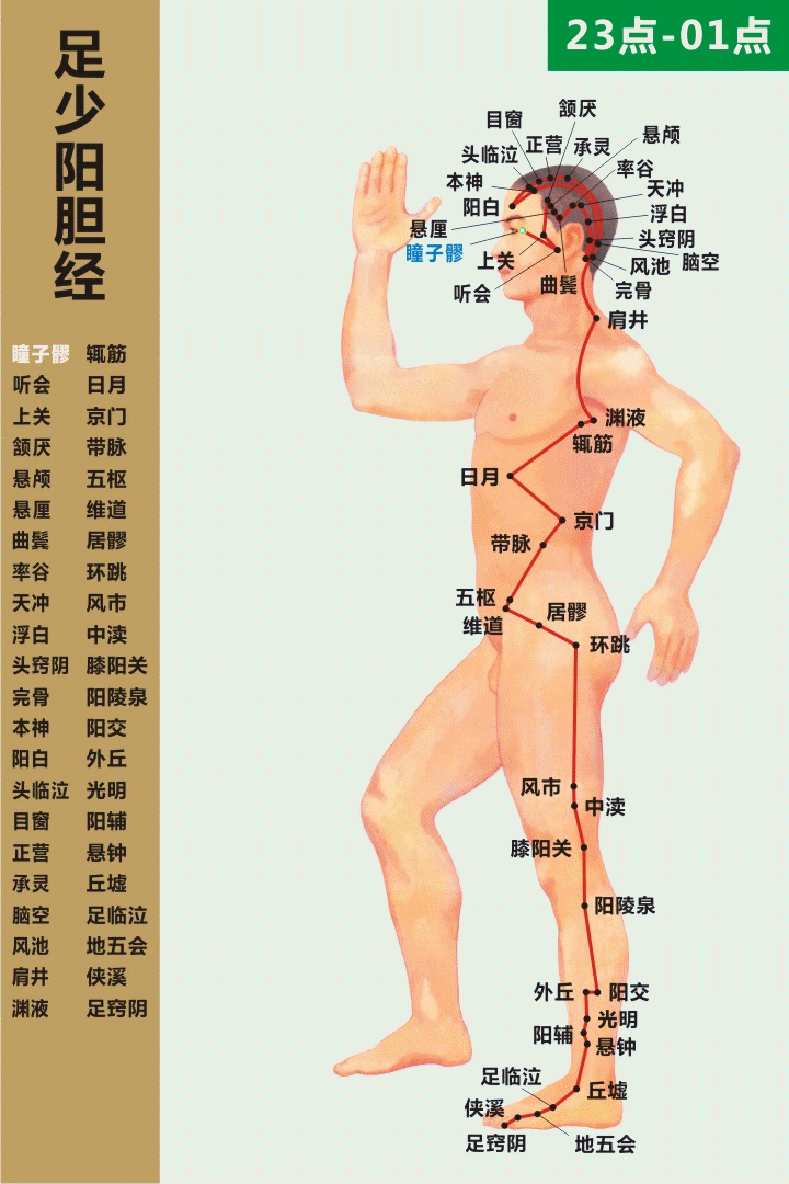 最全经络和穴位高清动图（附103个疾病对应特效穴） - 图3