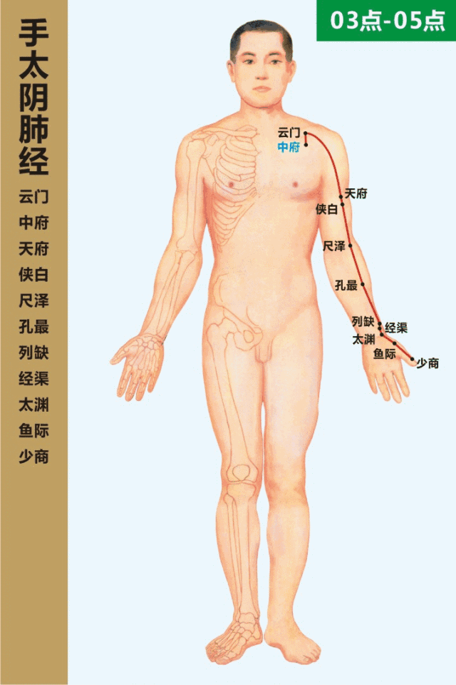 最全经络和穴位高清动图（附103个疾病对应特效穴） - 图5