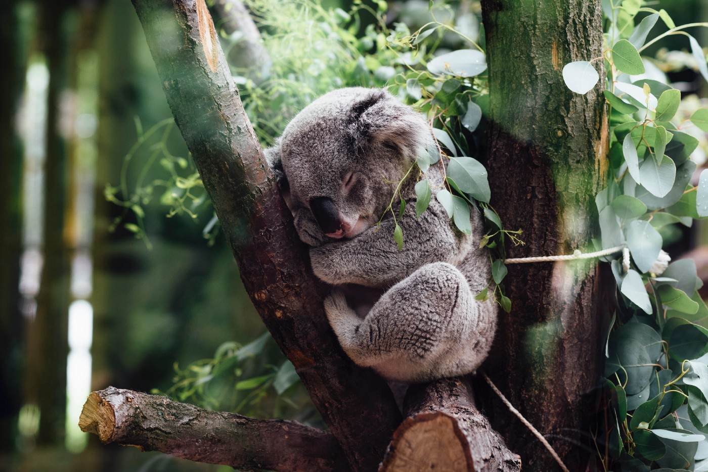 图片来源：Jordan Whitt / Unsplash
