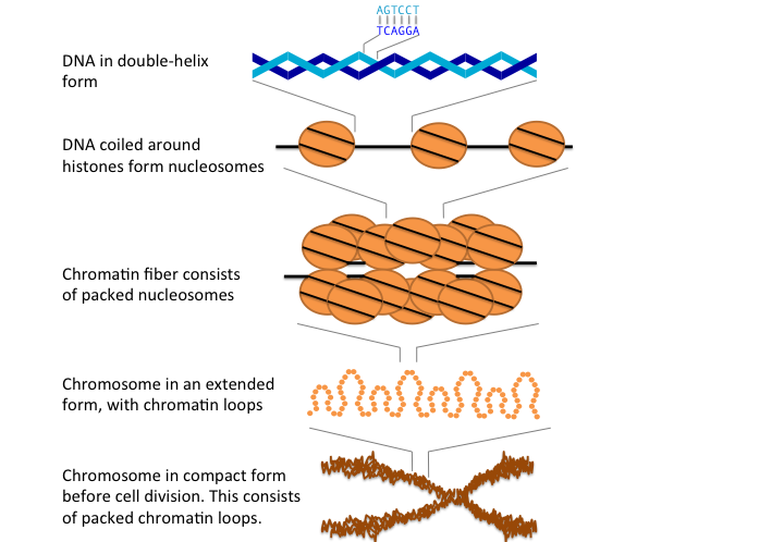 1.1 基因 DNA 和中心法则 - 图1