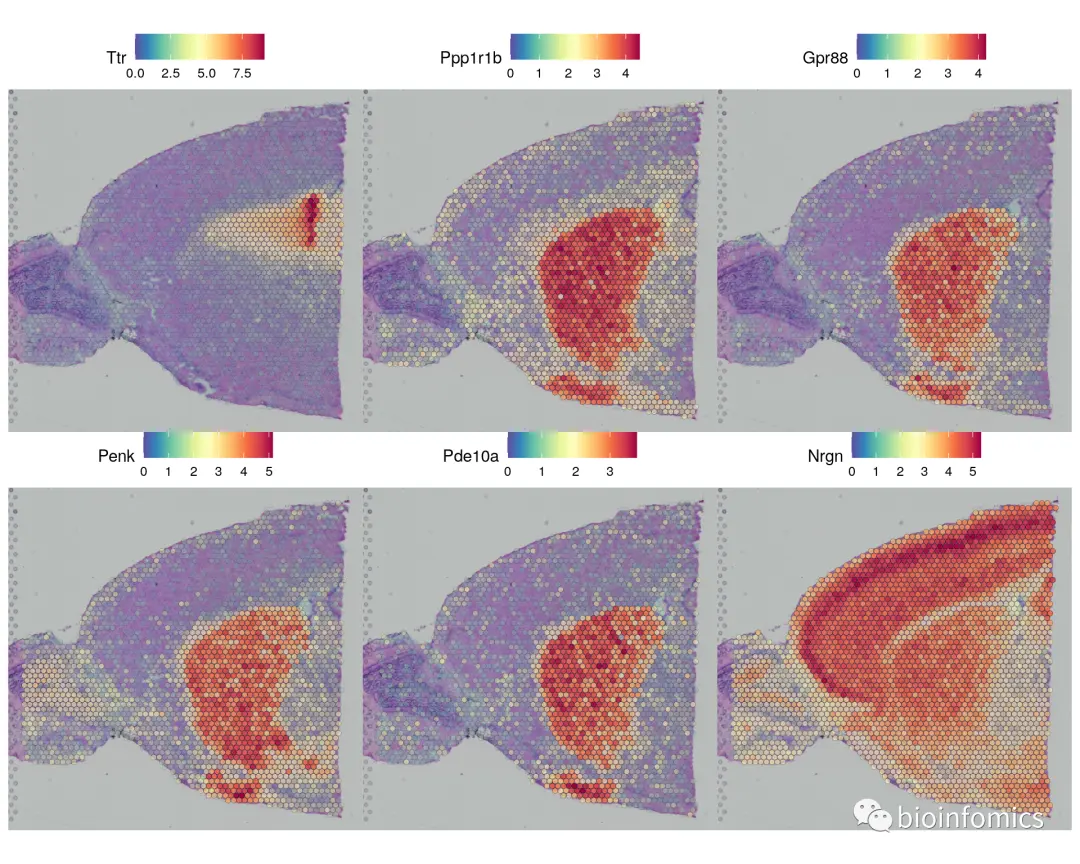 Seurat包学习笔记（三）：Analysis of spatial datasets - 图12