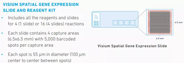 前沿科学技术介绍之10x Visium应用 - 图5