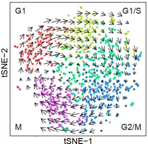 RNA velocity, 预见未来 - 图1