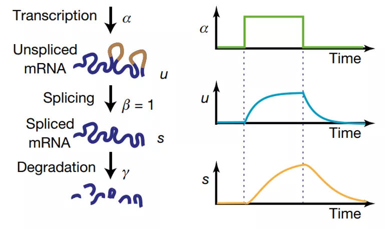 RNA velocity, 预见未来 - 图5