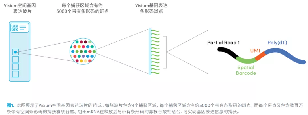 前沿科学技术介绍之10x Visium应用 - 图6