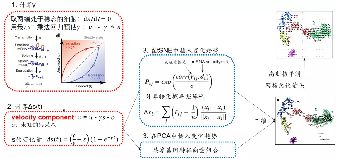 RNA velocity, 预见未来 - 图27