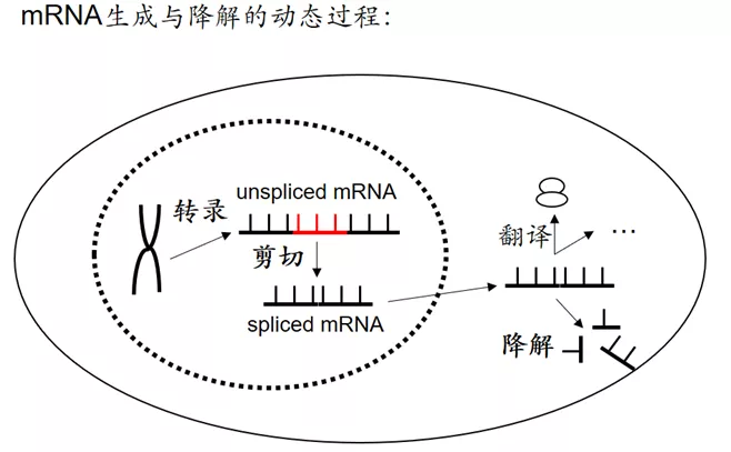 RNA velocity, 预见未来 - 图3