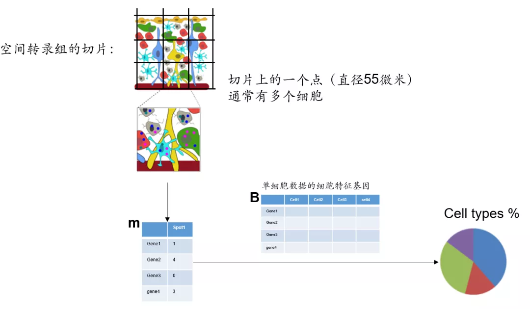 前沿科学技术介绍之10x Visium应用 - 图10