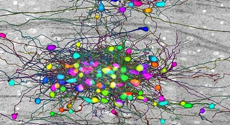an-existential-crisis-in-neuroscience.png