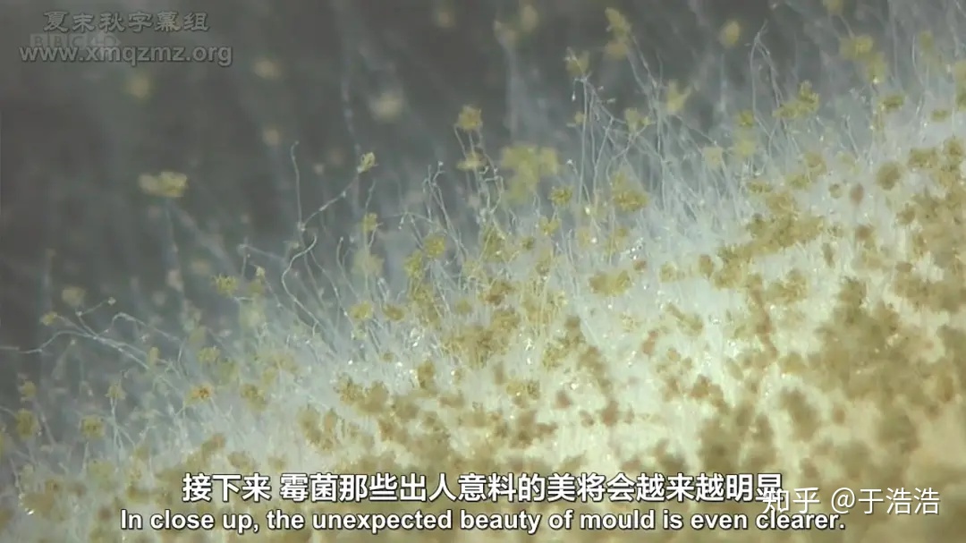 神级记录片 - 图43