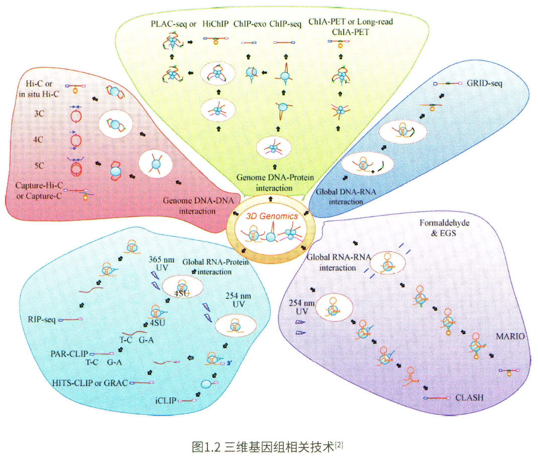 基础知识 | 表观遗传学 - 图2