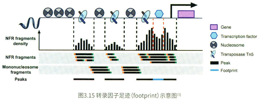 基础知识 | ATAC-seq - 图8