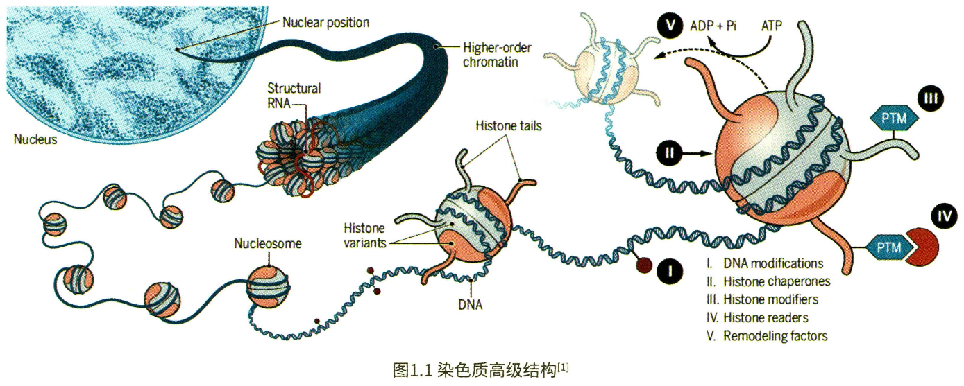 基础知识 | 表观遗传学 - 图1