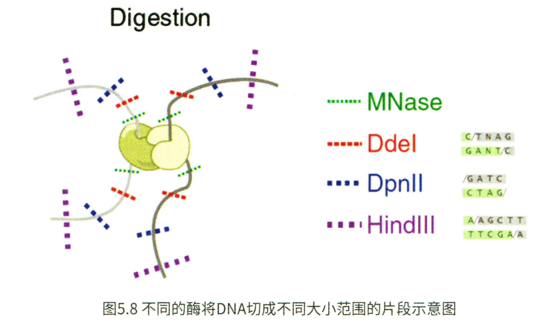 基础知识 | 三维基因组 - 图3