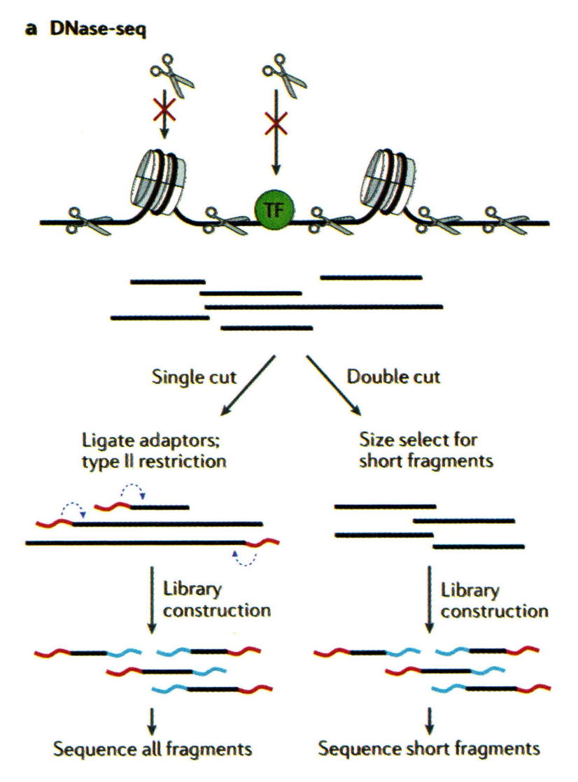 基础知识 | ATAC-seq - 图2