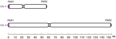 Pseudoautosomal region(PAR) - 图1