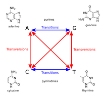Transitions and Transversions - 图1