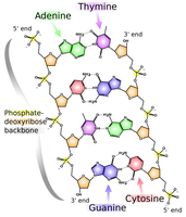 Complementing a Strand of DNA - 图1