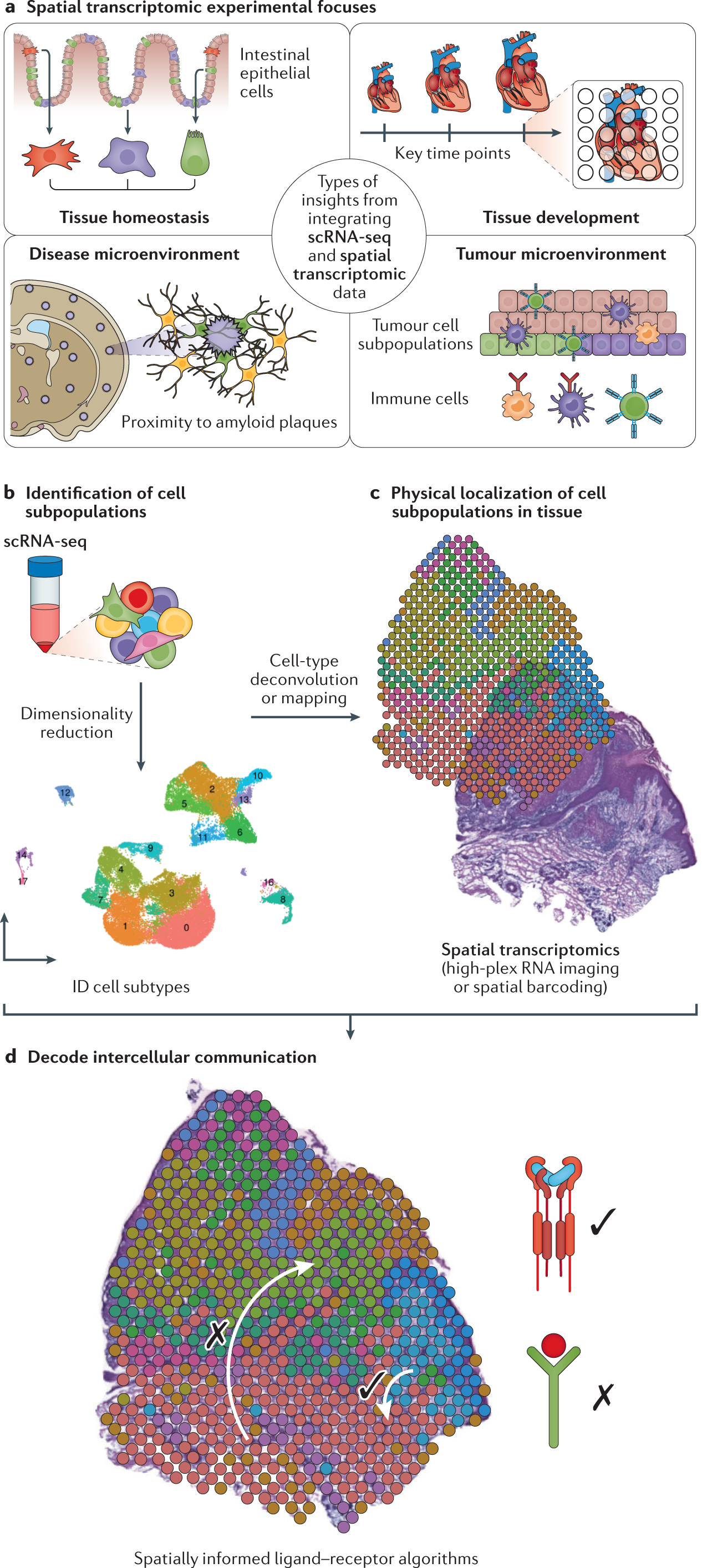 Integrating single-cell and spatial transcriptomics to elucidate intercellular tissue dynamics | RNA-Seq Blog - 图1