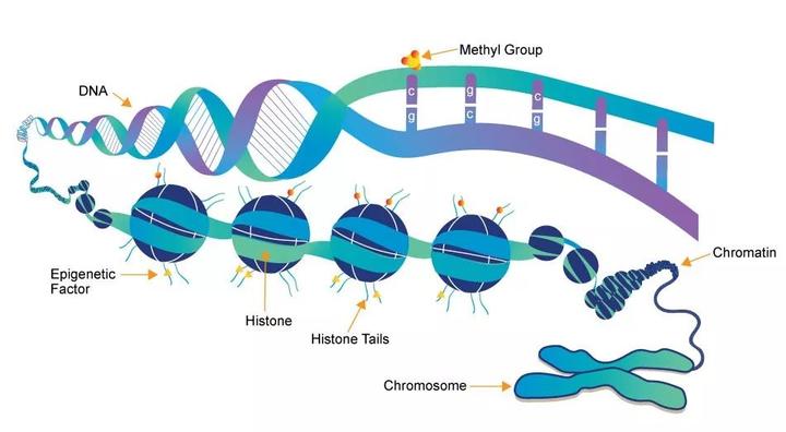 深读 | 给 DNA 甲基化检测装上 GPS，看肿瘤细胞如何变花样 - 知乎 - 图1