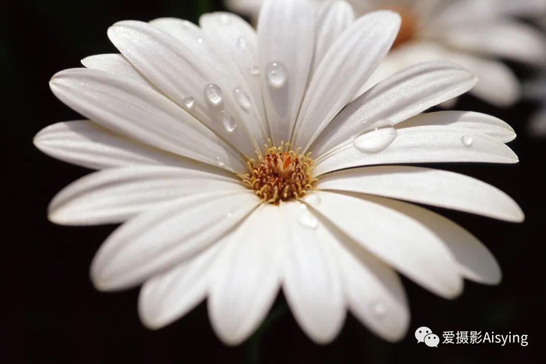 春季花卉摄影全攻略 - 图20