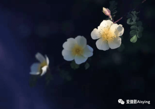 春季花卉摄影全攻略 - 图19